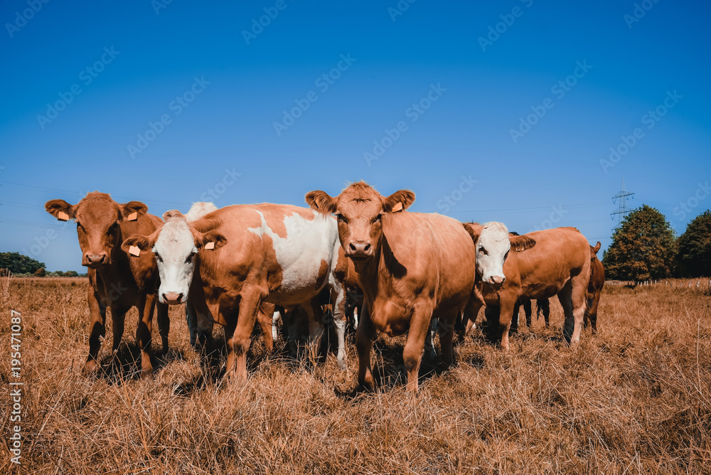 Trockenheit - Dürre in der Landwirtschaft,  Galloway Rinder auf vertrockneter Weide