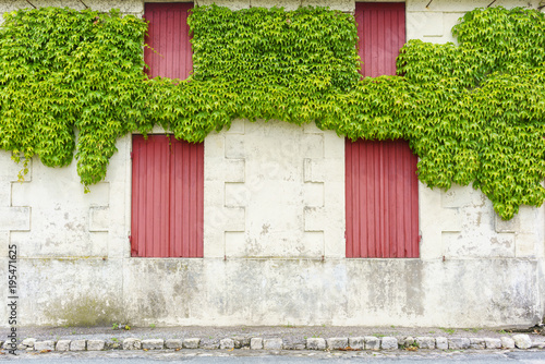 Exterior decoration of Ivies or Hedera climbing on the wall in France