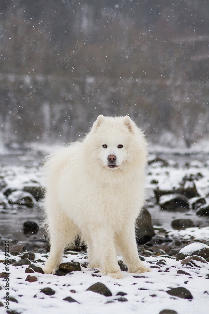 Fototapeta premium Samoyed dog in the snow outside.