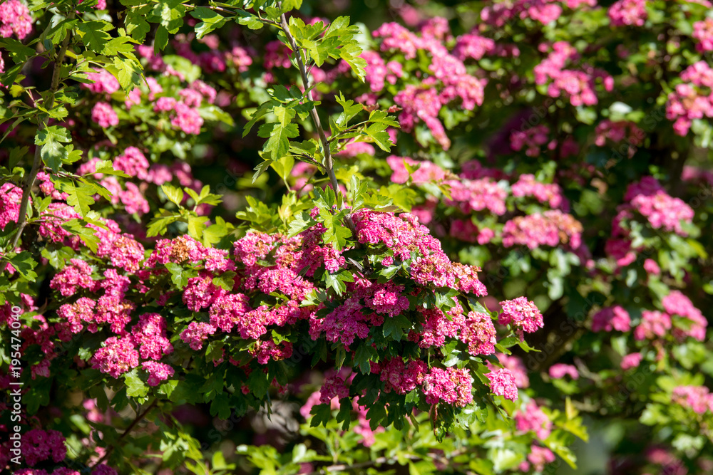 Pink flowers hawthorn tree