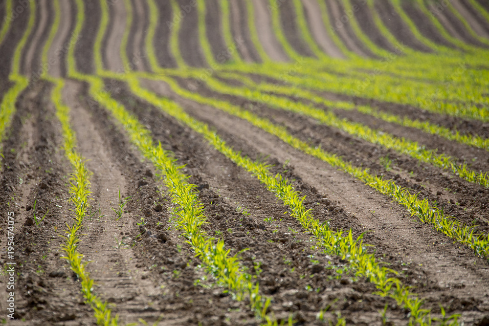 spring plowed field curves spring plowed field curves