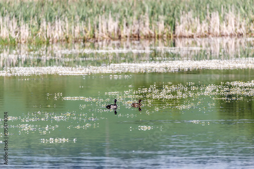 flowering pond in spring