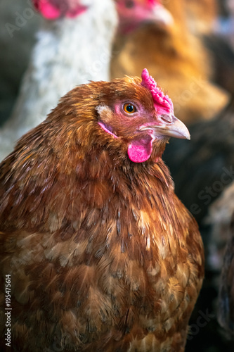 Chickens on the farm. Toned, style, color photo