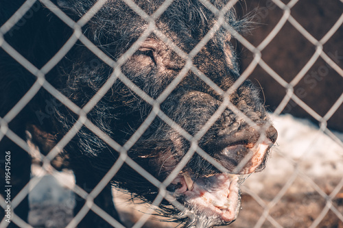 Vietnamese pig behind a mesh fence on a farm