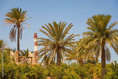 Palmen und ein Leuchtturm © fotografci