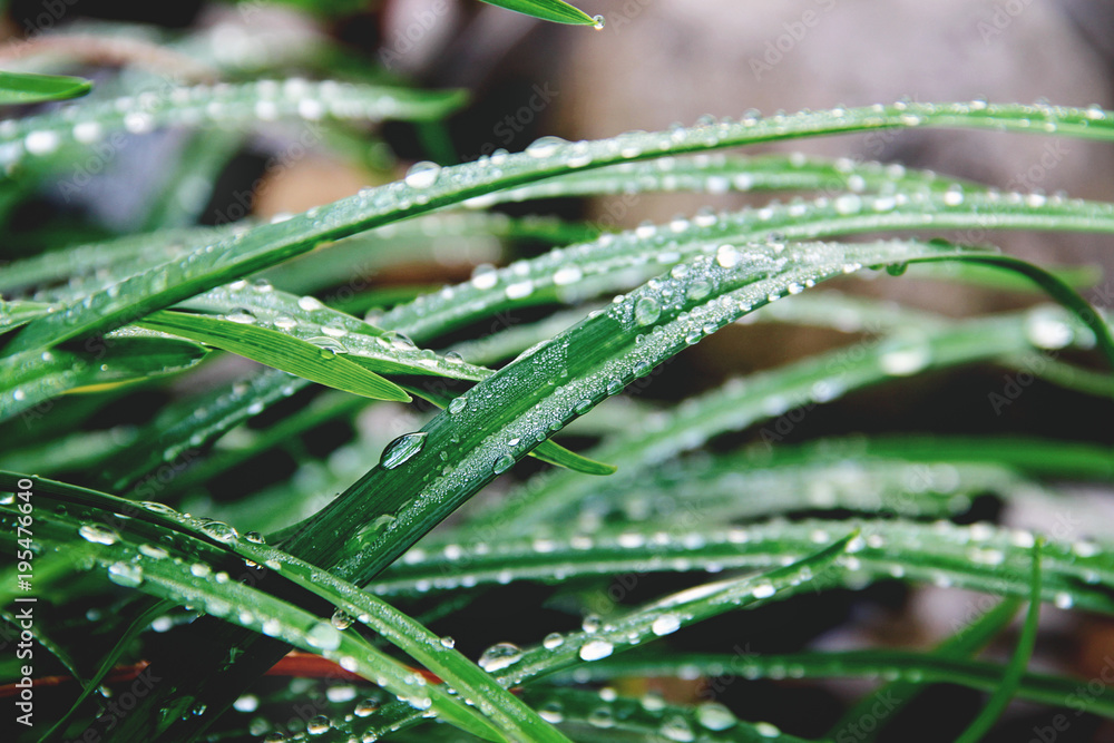 Water drops on green leaves. Morning dew or rain drops. Natural preserving and saving water. Water drops on green leaves. Morning dew or rain drops. Natural preserving and saving water.