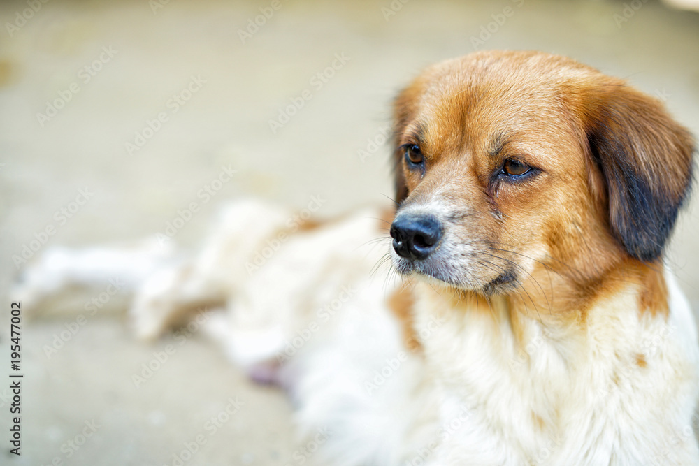 Dog waiting for people come home. Dog waiting for people come home.