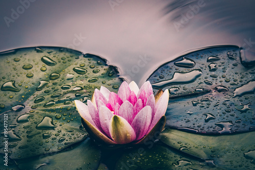 Obraz na plátně Beautiful pink coloured water lily flower growing in a pond or lake
