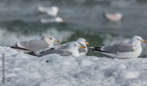 Fototapeta Naklejka Na Ścianę i Meble -  Möwen im eis