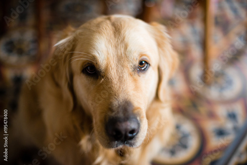 portrait of golden retriever at home