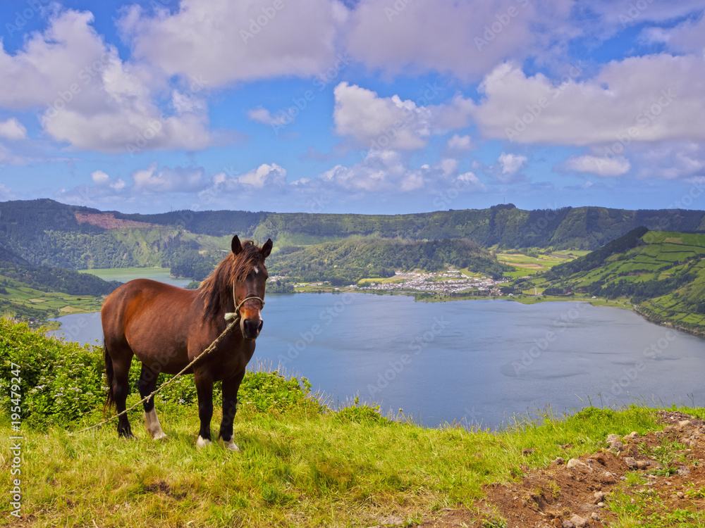 Horse with Lagoa das Sete Cidades in the background, Sao Miguel Island