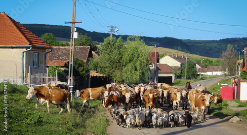 Farm Animals Going to Pasture in Formation