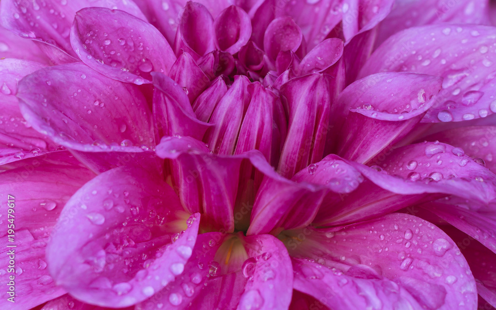 Pink dhalia flower. Pink dhalia flower.
