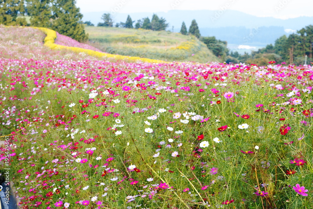 生駒高原の秋桜