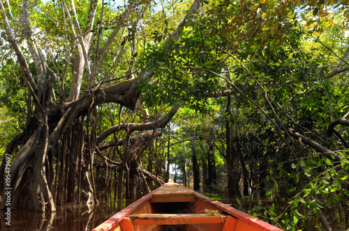 The Amazonian jungle in South America explore on the boat
