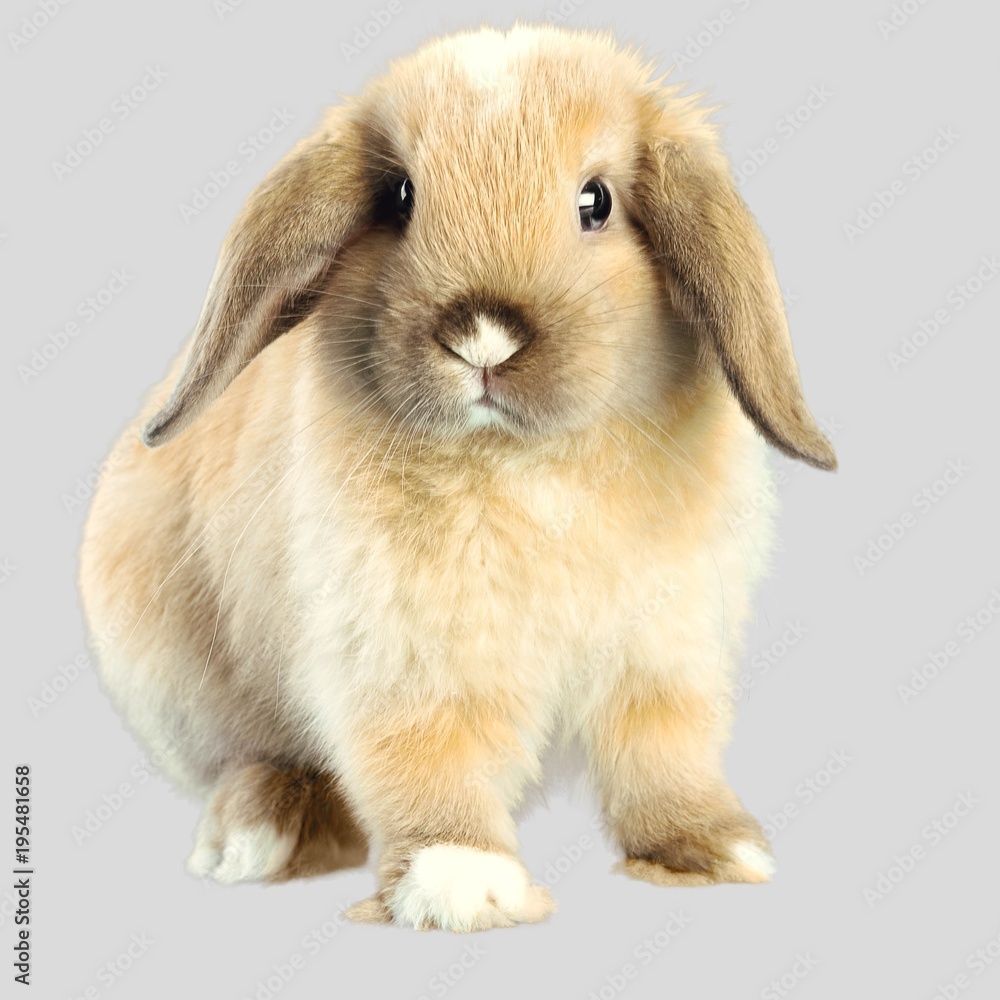 Rabbit. Rabbit.