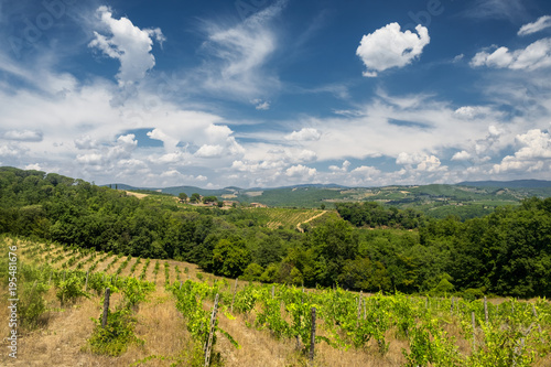 Summer landscape in the Chianti region  Tuscany 