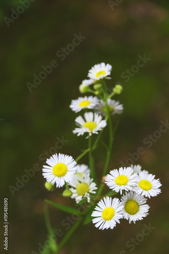 White grass flower.