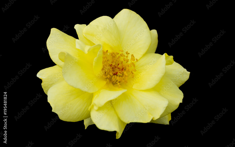 Fototapeta premium Yellow rose flower isolate on black background..