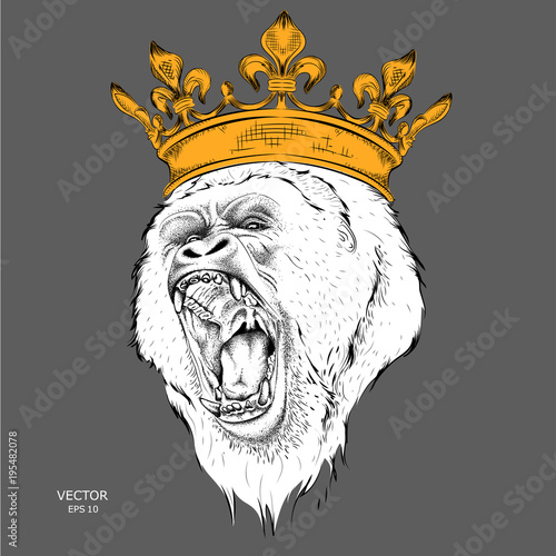 The alpha of a pack of gorillas in the golden crown. Vector illustration