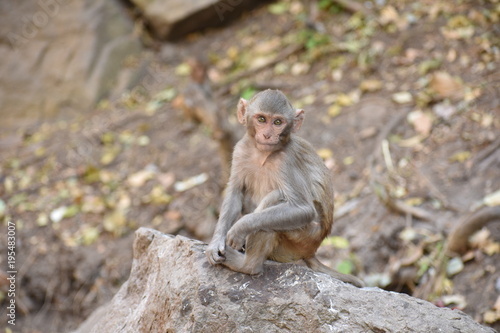 Awesome snap of small kid monkey that sitting on a stone & keep busy himself by doing small activity like eating some food, see around him. © Mayank