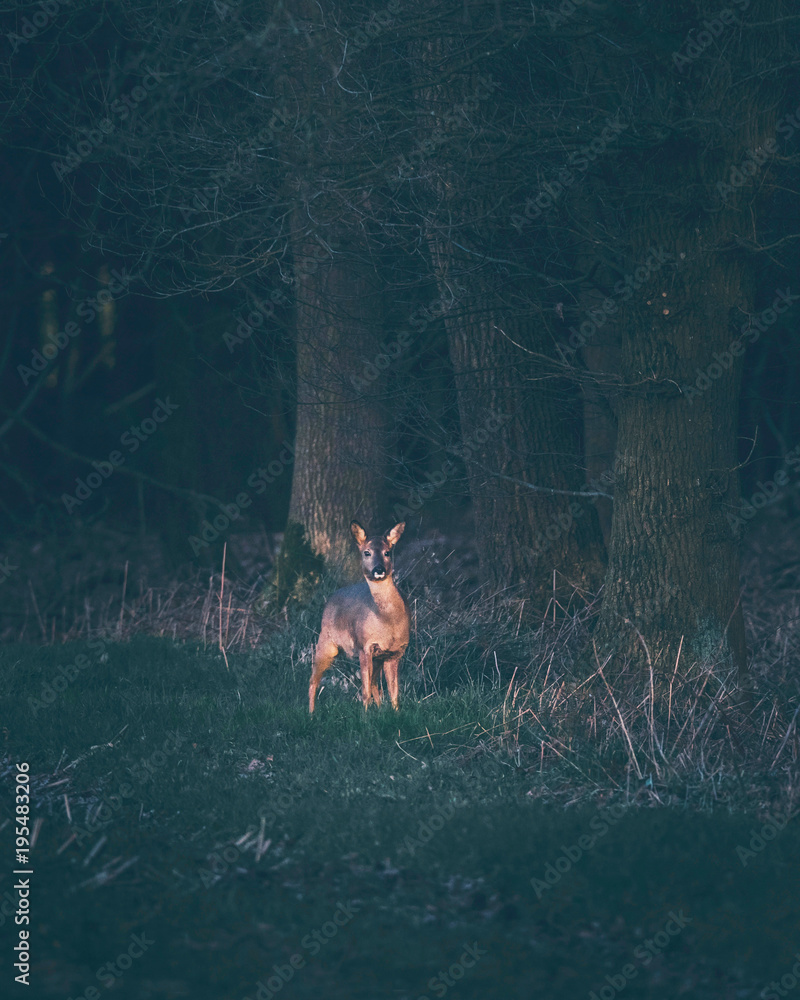 Alert roe deer in field near forest picking up sound. Sharp hearing. Alert roe deer in field near forest picking up sound. Sharp hearing.