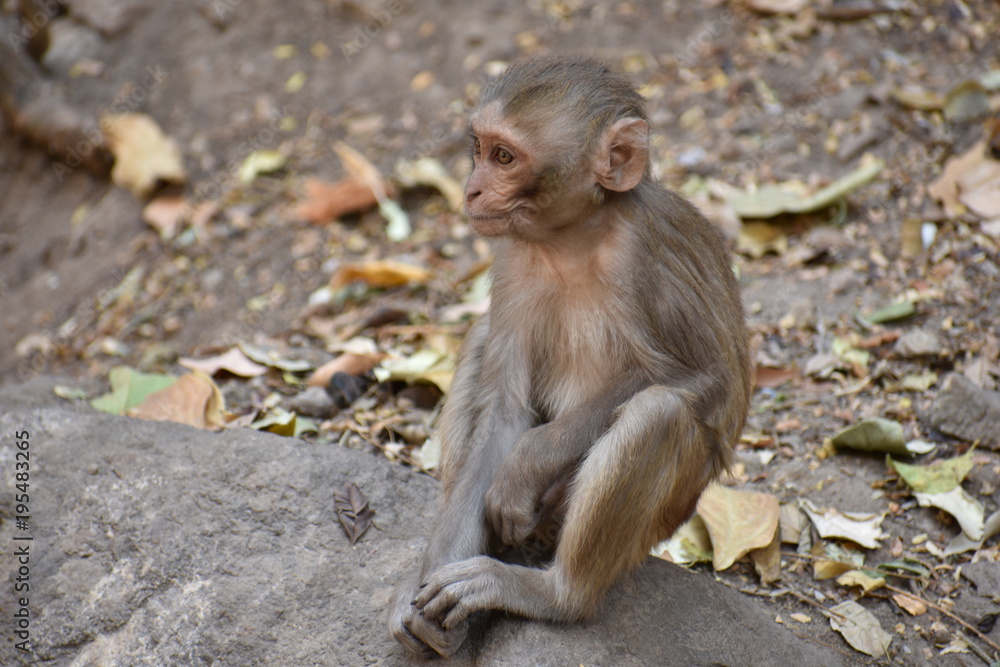 Awesome snap of small kid monkey that sitting on a stone & keep busy himself by doing small activity like eating some food, see around him. Awesome snap of small kid monkey that sitting on a stone & keep busy himself by doing small activity like eating some food, see around him.