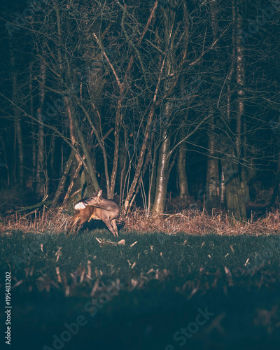 Fototapeta Naklejka Na Ścianę i Meble -  Roe deer in agricultural field washing fur. Standing still. Lit by sunlight.