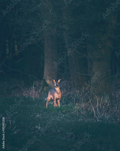 Fototapeta Naklejka Na Ścianę i Meble -  Alert roe deer in field near forest picking up sound. Sharp hearing.