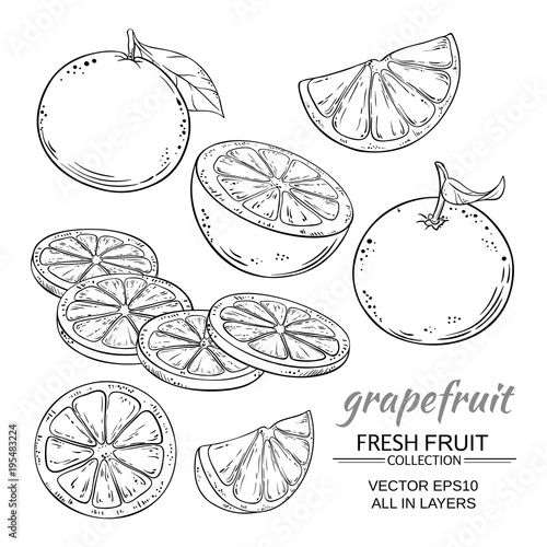 Fototapete grapefruit vector set