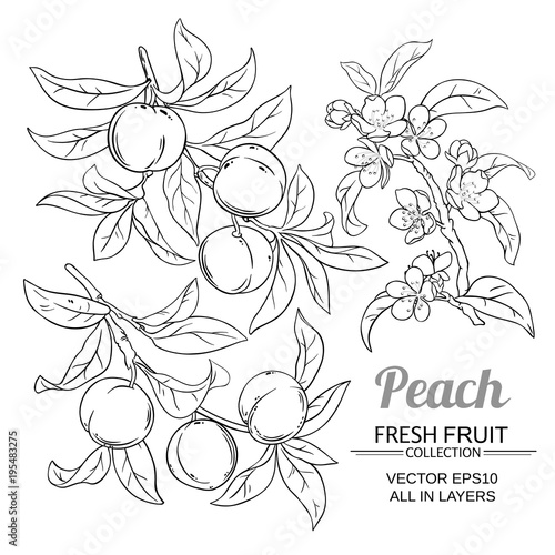 peach vector set