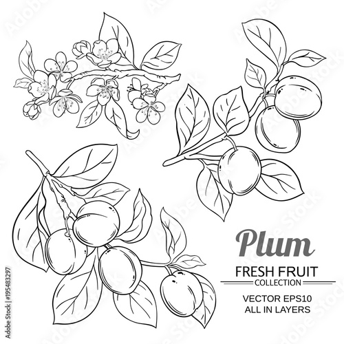 plum branches set
