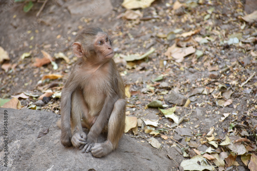 Awesome snap of small kid monkey that sitting on a stone & keep busy himself by doing small activity like eating some food, see around him.