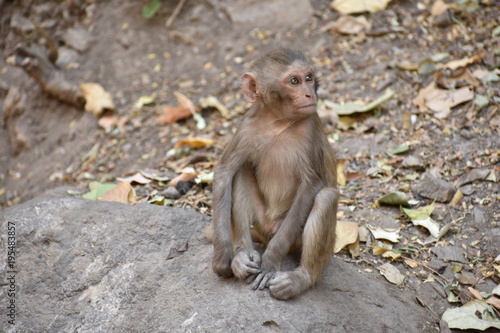Awesome snap of small kid monkey that sitting on a stone   keep busy himself by doing small activity like eating some food  see around him.