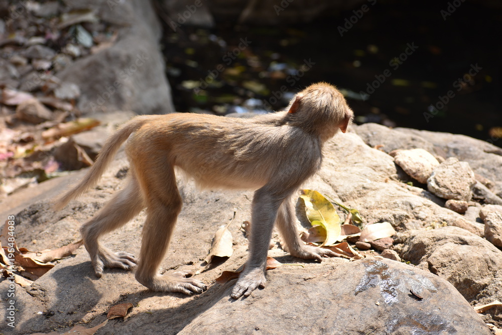 Obraz premium A monkey walking on stone with very carefully.