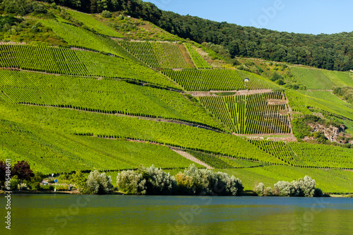 Weinberge an der Mosel