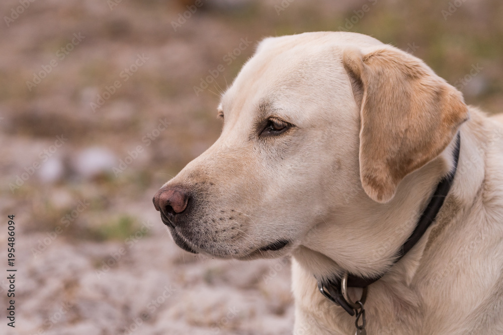 Labrador