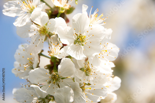 Spring Blooming  Cherry Blossoms  Closeup