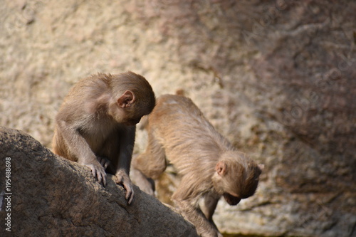 Two monkey playing & enjoying together near water pool. © Mayank