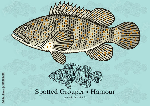 Spotted Grouper, Reef cod. Vector illustration with refined details and optimized stroke that allows the image to be used in small sizes (in packaging design, decoration, educational graphics, etc.) photo