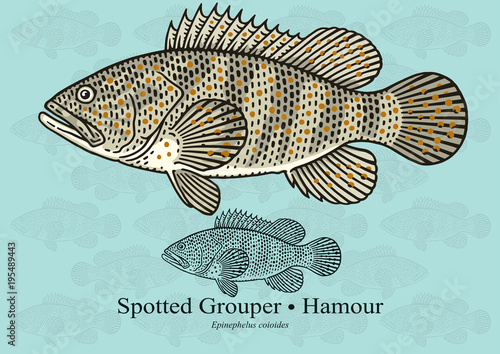 Spotted Grouper, Reef cod. Vector illustration with refined details and optimized stroke that allows the image to be used in small sizes (in packaging design, decoration, educational graphics, etc.)