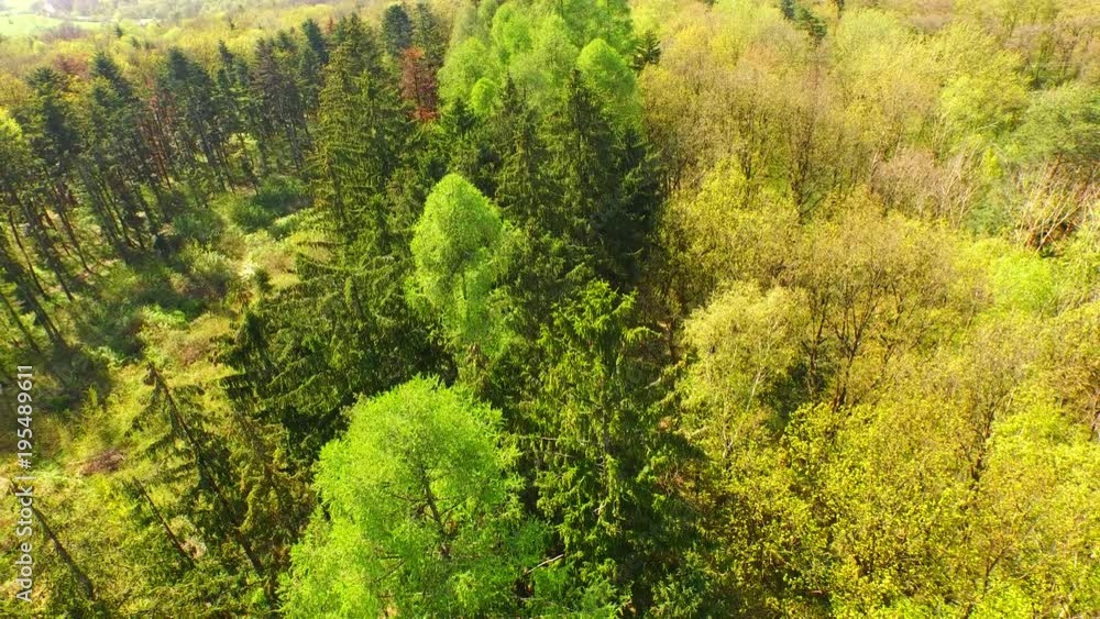 Spring forest in the middle of Europe from above Spring forest in the middle of Europe from above