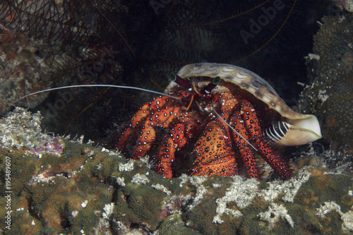 Hermit crab (Dardanus megistos). Panglao Island, Philippines