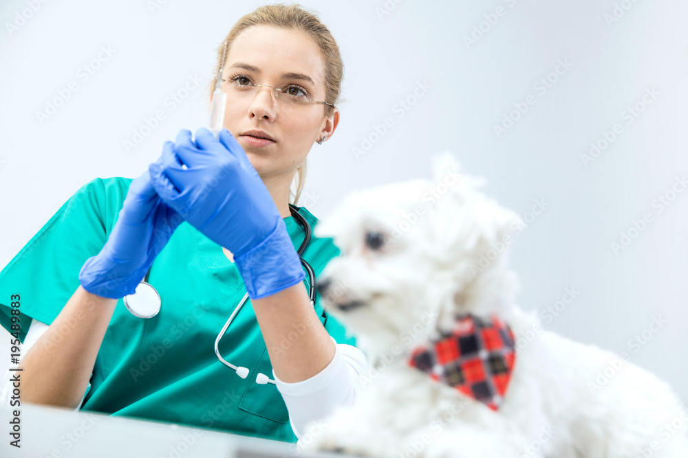 In focused view female vet prepares syringe to vaccinate. Dog awaits. In focused view female vet prepares syringe to vaccinate. Dog awaits.