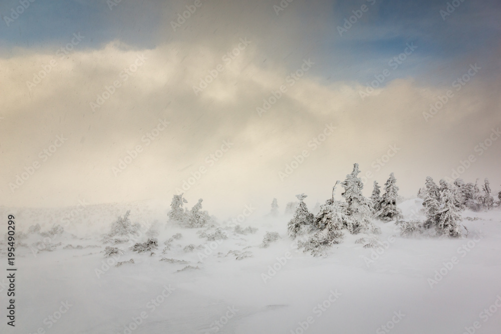 Snowstorm in Karkonosze, Sudety, Poland