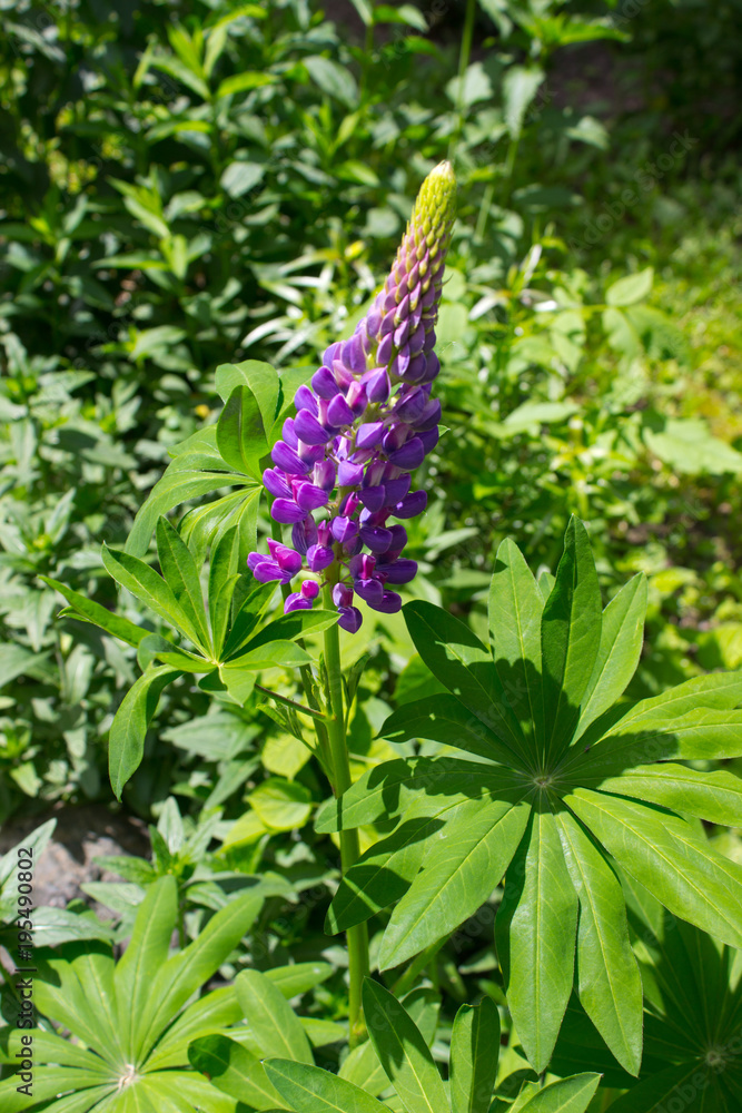 Lupine flower Lupine flower