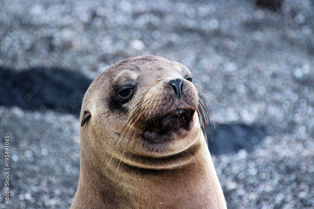 Obraz premium Wilde Seelöwen auf den Galapagos Inseln