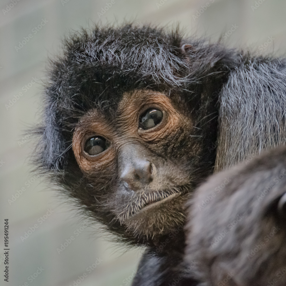 Portrait of funny spider monkey from South America's jungles Stock Photo |  Adobe Stock