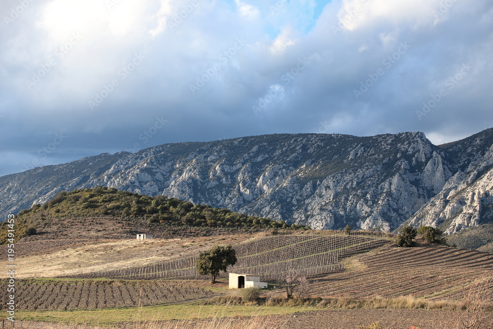 mediterranean vineyard and isolated cabin in Fenouilledes. Pyrenees orientales in south of France
