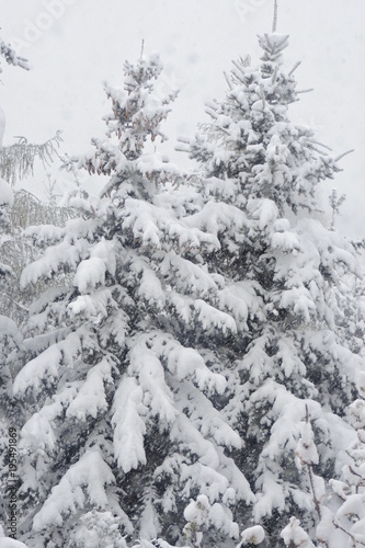 A coniferous forest covered with snow